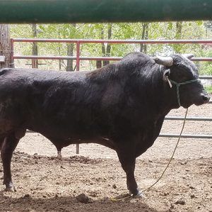 Meet your Posher, Antonio